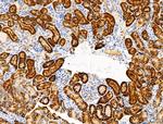 Phospho-NDRG1 (Thr346) Antibody in Immunohistochemistry (Paraffin) (IHC (P))