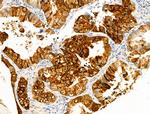 Phospho-NDRG1 (Thr346) Antibody in Immunohistochemistry (Paraffin) (IHC (P))