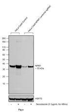 Phospho-NPM1 (Ser70) Antibody in Western Blot (WB)