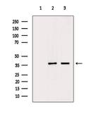 Phospho-NPM1 (Ser70) Antibody in Western Blot (WB)