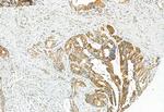 Phospho-PDHA1/PDHA2 (Ser293, Ser291) Antibody in Immunohistochemistry (Paraffin) (IHC (P))