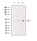 Phospho-PDHA1/PDHA2 (Ser293, Ser291) Antibody in Western Blot (WB)