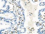Phospho-CD150 (Tyr281) Antibody in Immunohistochemistry (Paraffin) (IHC (P))