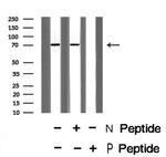 Phospho-CD150 (Tyr281) Antibody in Western Blot (WB)