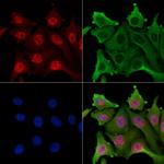 Phospho-Trf2 (Ser365) Antibody in Immunocytochemistry (ICC/IF)