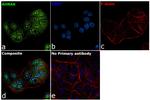 AHNAK Antibody in Immunocytochemistry (ICC/IF)