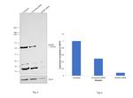 AHNAK Antibody in Western Blot (WB)