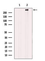 AHNAK Antibody in Western Blot (WB)