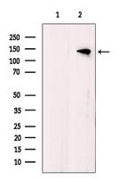 JAK2/JAK3 Antibody in Western Blot (WB)