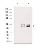 p38 MAPK gamma/delta Antibody in Western Blot (WB)