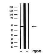 p38 MAPK gamma/delta Antibody in Western Blot (WB)