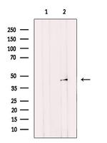 p38 MAPK gamma/delta Antibody in Western Blot (WB)