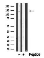 SIK1/SIK2/SIK3 Antibody in Western Blot (WB)