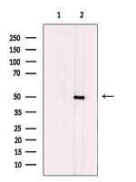 CtBP1/CtBP2 Antibody in Western Blot (WB)