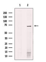 SHC3 Antibody in Western Blot (WB)