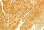 FIS1 Antibody in Immunohistochemistry (Paraffin) (IHC (P))