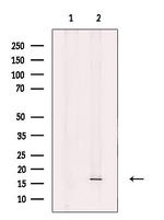 FIS1 Antibody in Western Blot (WB)