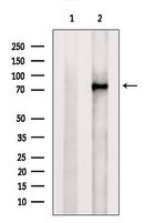 PADI2 Antibody in Western Blot (WB)