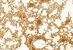 SRXN1 Antibody in Immunohistochemistry (Paraffin) (IHC (P))