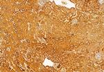 SRXN1 Antibody in Immunohistochemistry (Paraffin) (IHC (P))