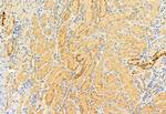 SRXN1 Antibody in Immunohistochemistry (Paraffin) (IHC (P))