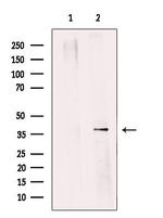 SGTA Antibody in Western Blot (WB)