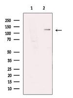 NBR1 Antibody in Western Blot (WB)