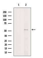 CRBN Antibody in Western Blot (WB)