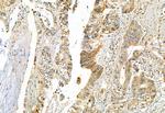 DHRS3 Antibody in Immunohistochemistry (Paraffin) (IHC (P))