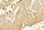 FKBP10 Antibody in Immunohistochemistry (Paraffin) (IHC (P))