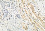 FKBP10 Antibody in Immunohistochemistry (Paraffin) (IHC (P))