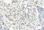 FKBP10 Antibody in Immunohistochemistry (Paraffin) (IHC (P))