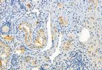 FKBP10 Antibody in Immunohistochemistry (Paraffin) (IHC (P))