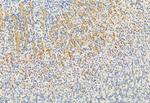 FKBP10 Antibody in Immunohistochemistry (Paraffin) (IHC (P))