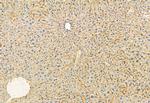 FKBP10 Antibody in Immunohistochemistry (Paraffin) (IHC (P))