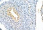 CISD2 Antibody in Immunohistochemistry (Paraffin) (IHC (P))