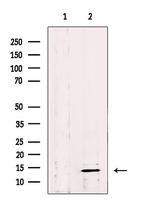 CISD2 Antibody in Western Blot (WB)