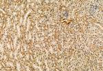 RDH10 Antibody in Immunohistochemistry (Paraffin) (IHC (P))