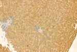 C9orf72 Antibody in Immunohistochemistry (Paraffin) (IHC (P))