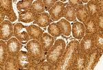 C9orf72 Antibody in Immunohistochemistry (Paraffin) (IHC (P))