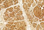 C9orf72 Antibody in Immunohistochemistry (Paraffin) (IHC (P))