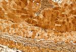 GluD1 Antibody in Immunohistochemistry (Paraffin) (IHC (P))