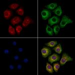 OGDH Antibody in Immunocytochemistry (ICC/IF)