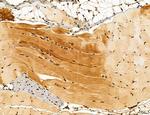 OGDH Antibody in Immunohistochemistry (Paraffin) (IHC (P))