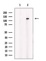 OGDH Antibody in Western Blot (WB)