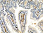 SEC61G Antibody in Immunohistochemistry (Paraffin) (IHC (P))