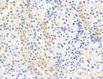 CHMP2A Antibody in Immunohistochemistry (Paraffin) (IHC (P))