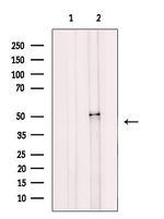 MAGT1 Antibody in Western Blot (WB)