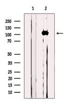 MICAL1 Antibody in Western Blot (WB)