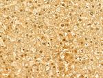 NASP Antibody in Immunohistochemistry (Paraffin) (IHC (P))